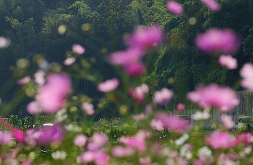 夢、コスモス