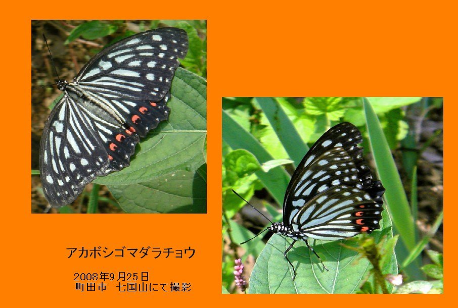アカボシゴマダラ 町田に出現！