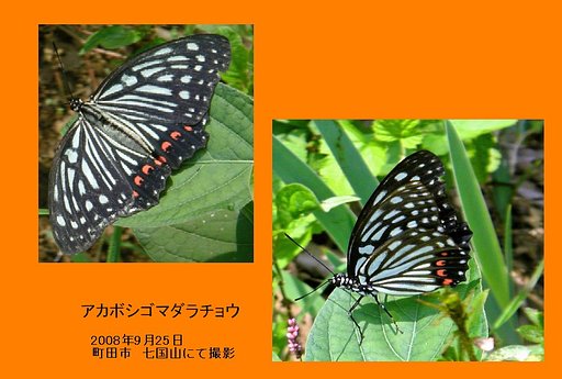 アカボシゴマダラ 町田に出現！