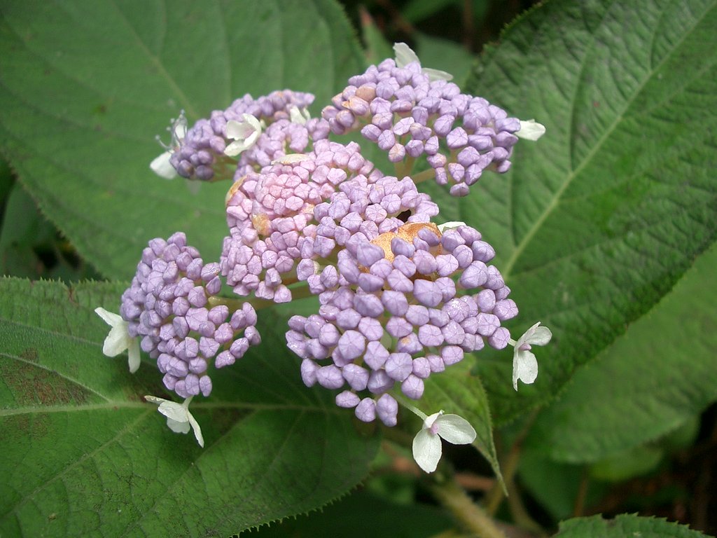 〜　玉紫陽花のその後　〜