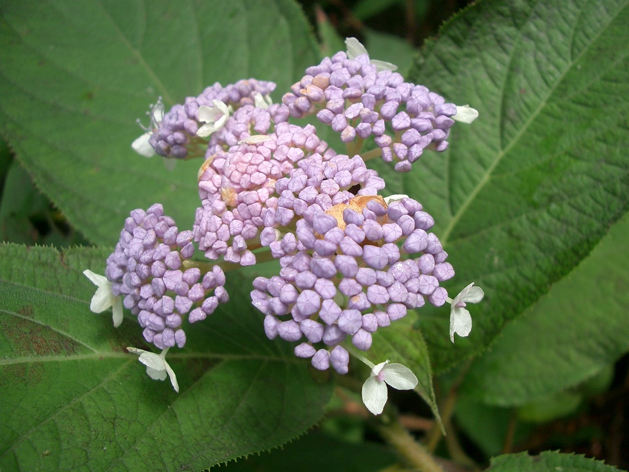 〜　玉紫陽花のその後　〜