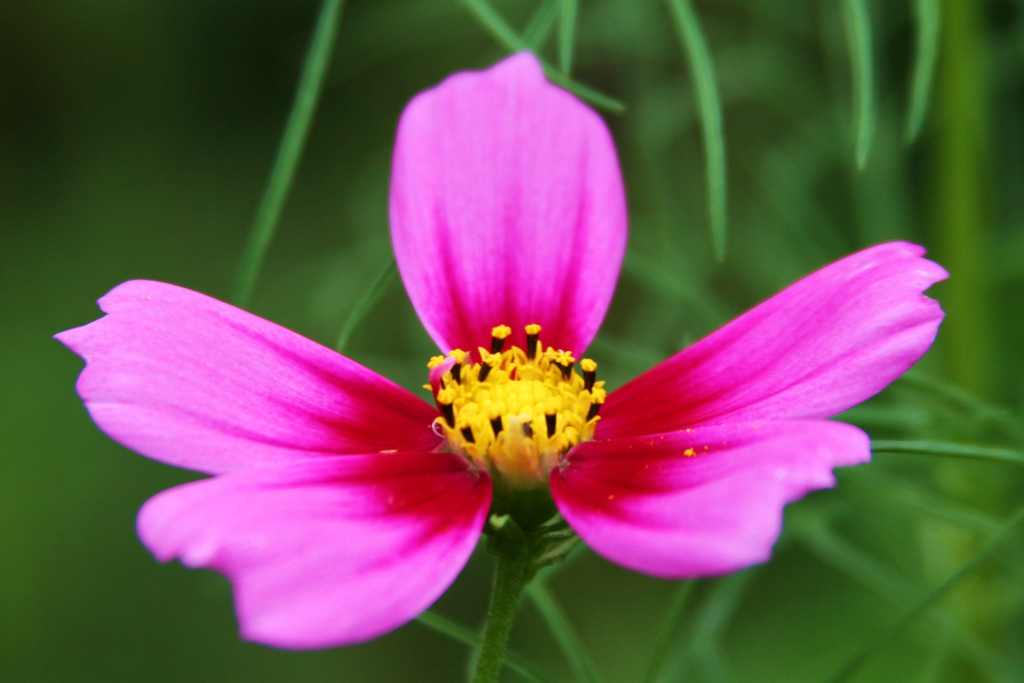 cosmos