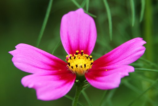 cosmos