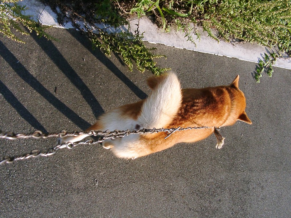 ななせと散歩中！