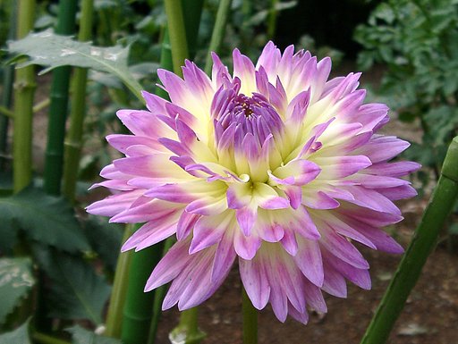 ★初秋の花々-９ ダリア⑨