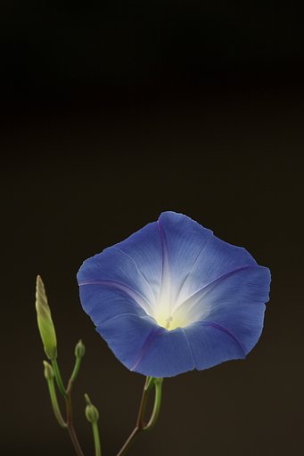 輝き