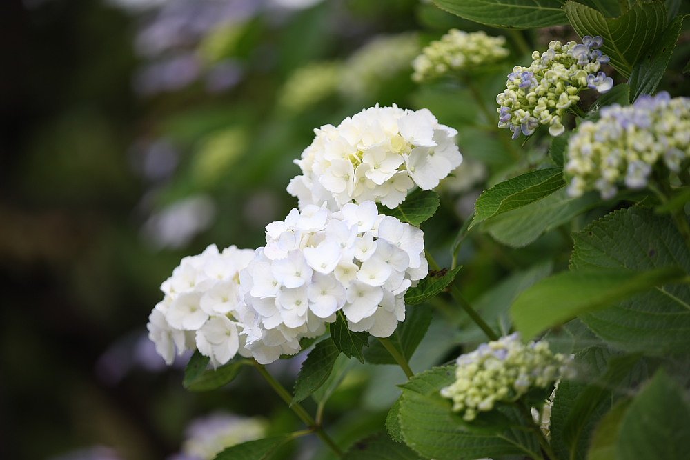 白い紫陽花