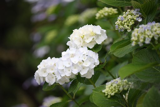 白い紫陽花