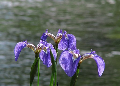 水に咲く