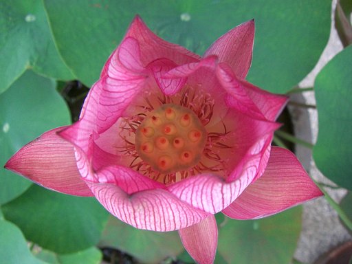 ハスの花（２枚目）