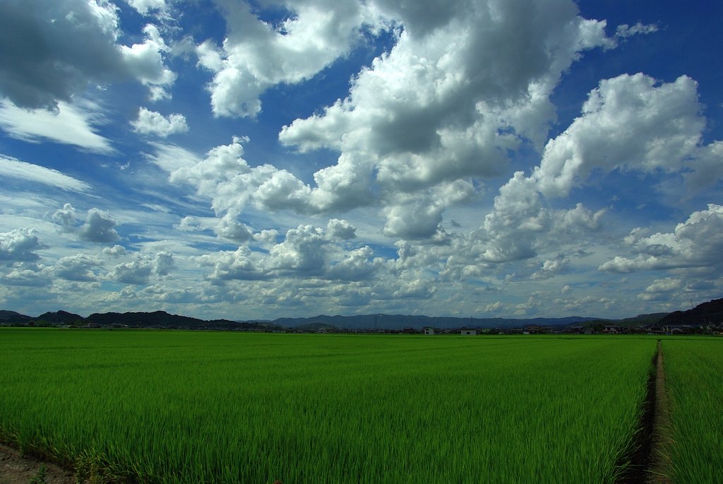 田んぼと雲と