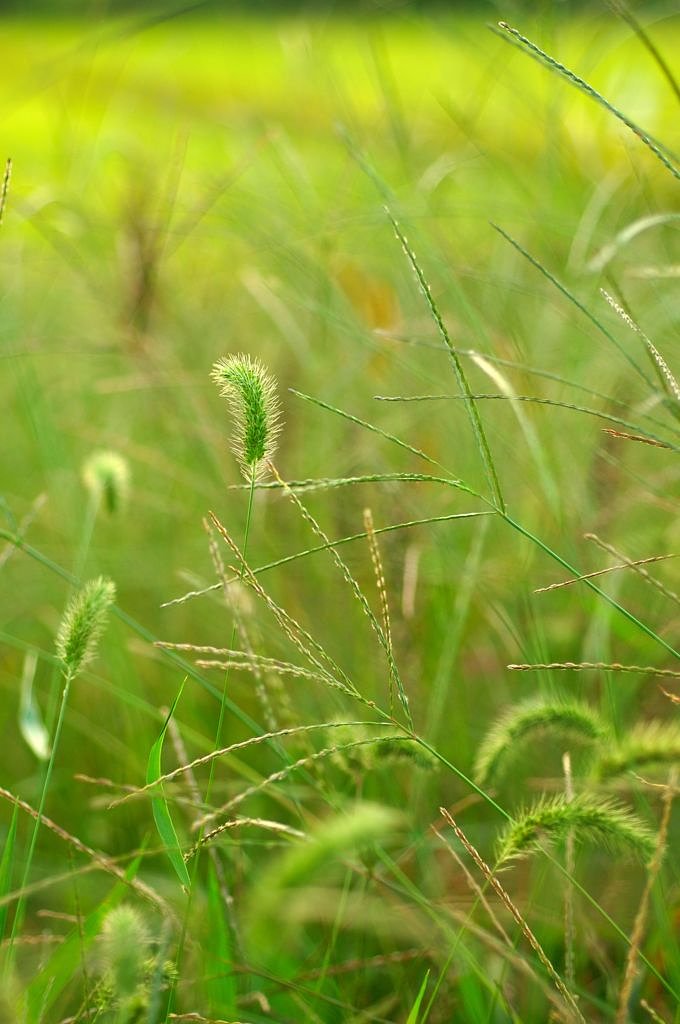 秋野