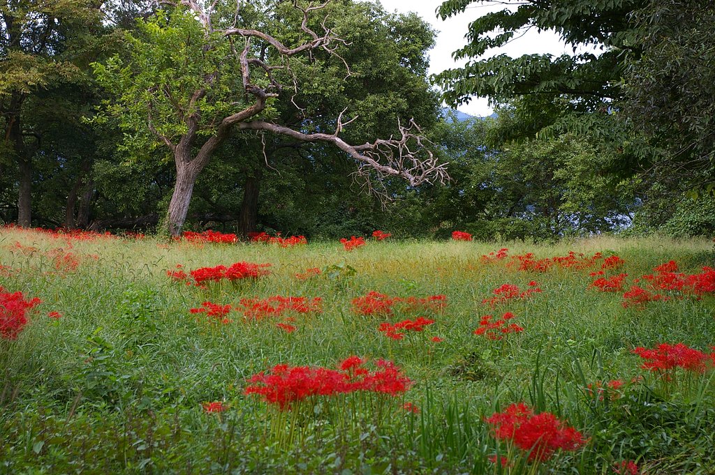 湖北の彼岸花