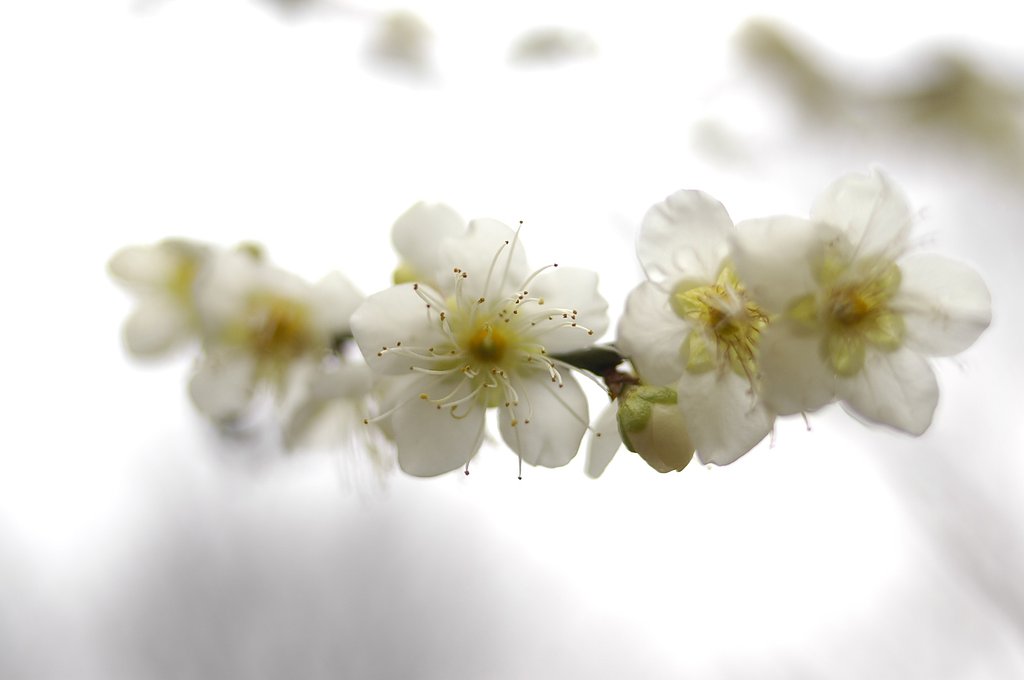 梅の花