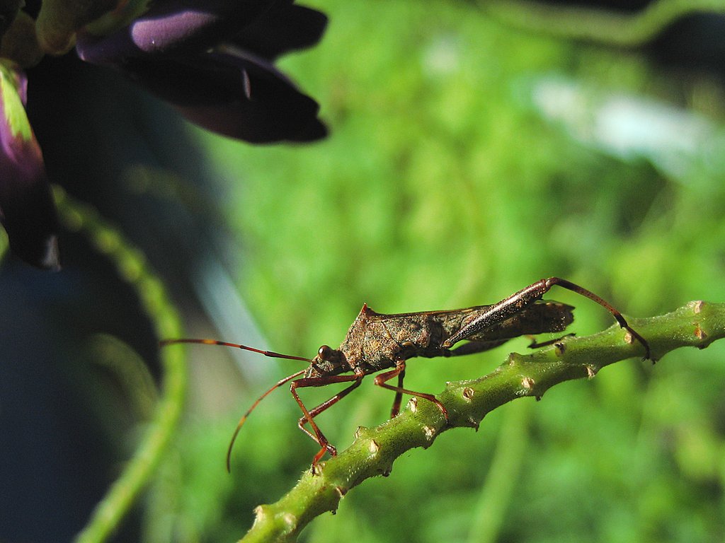 ホソヘリカメムシが見た【瞬】間