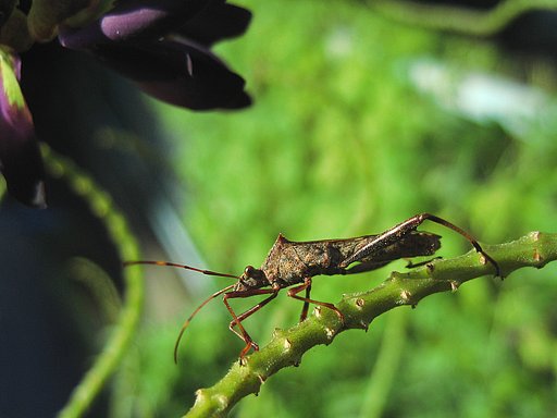 ホソヘリカメムシが見た【瞬】間