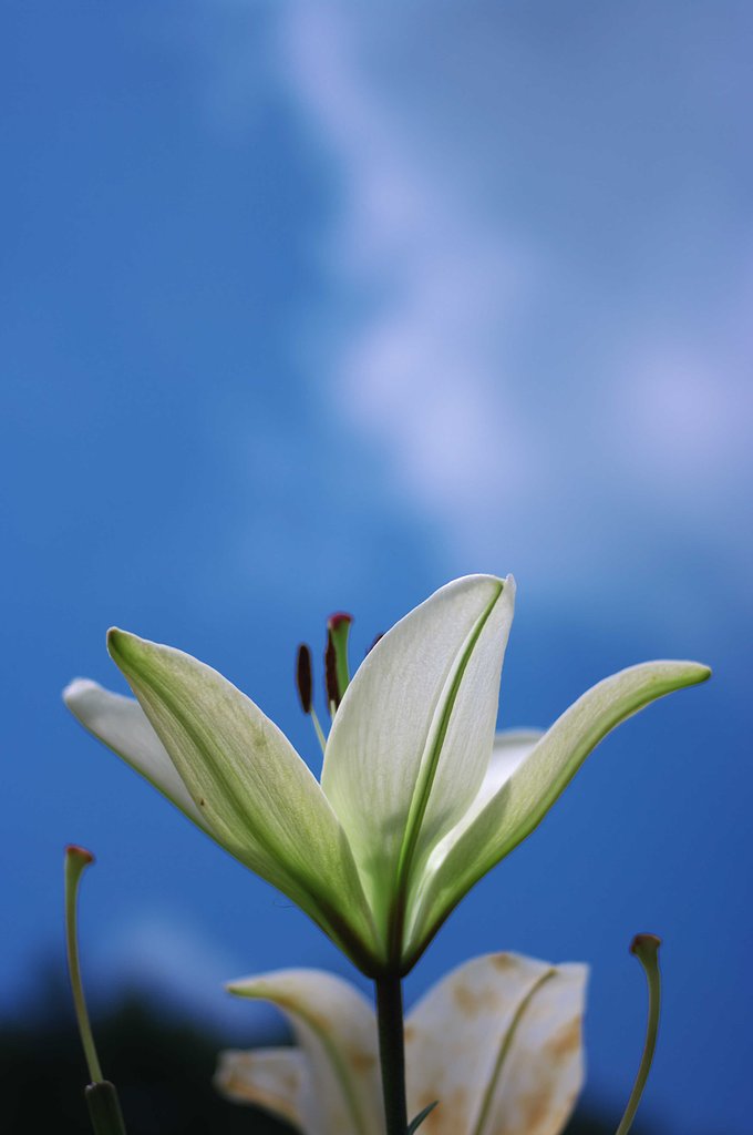 清純純白・・・
