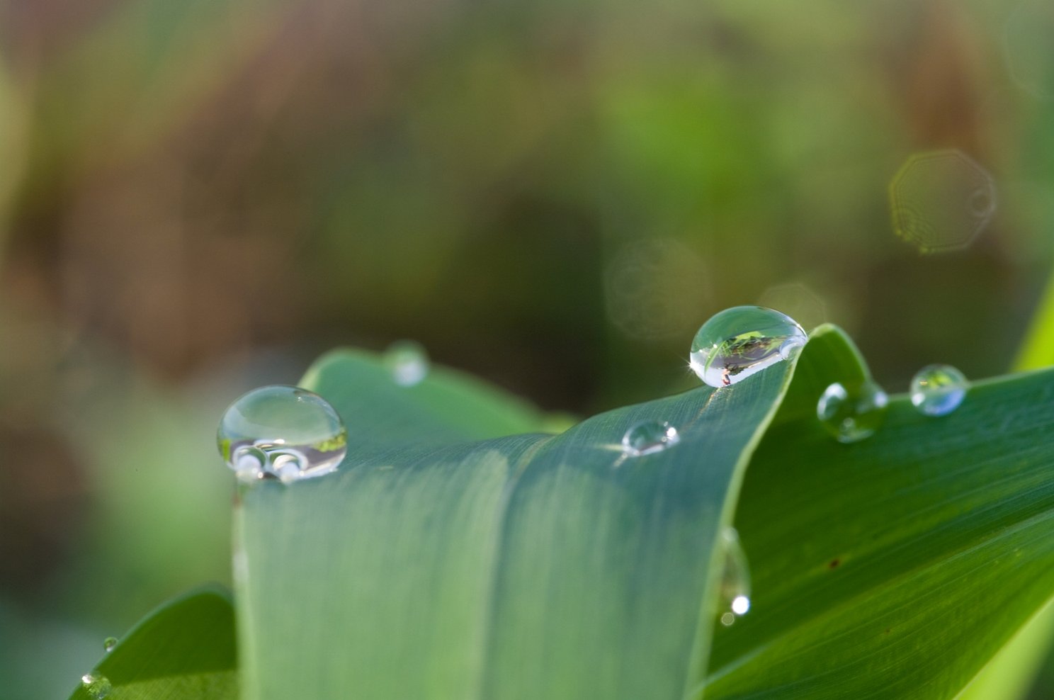 水玉に何かが見える