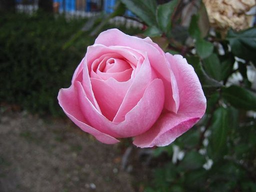薔薇の