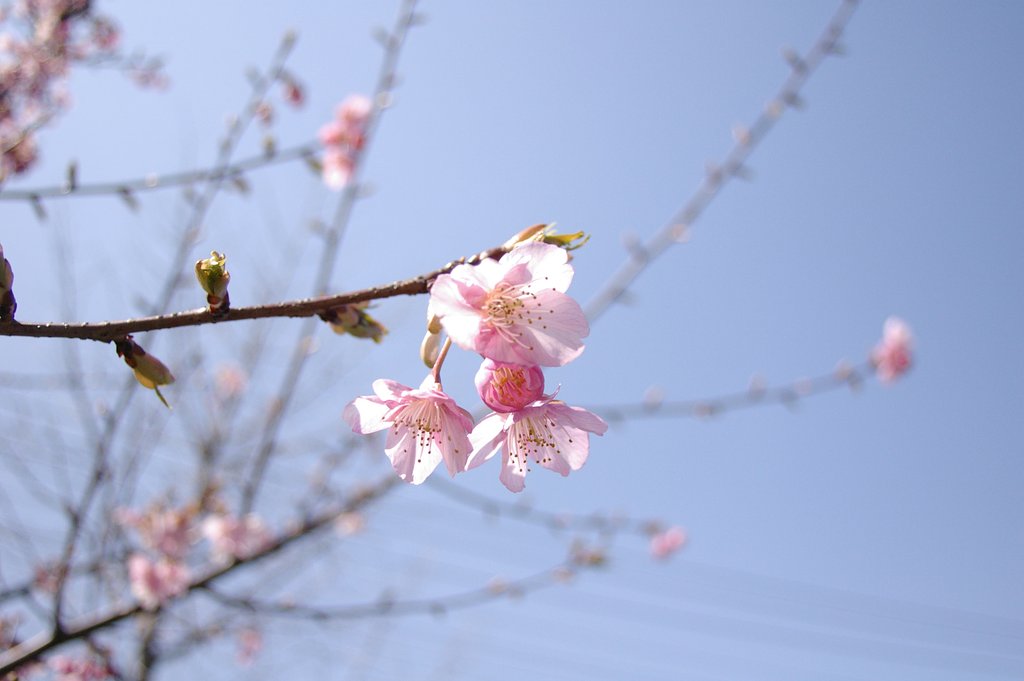 河津桜
