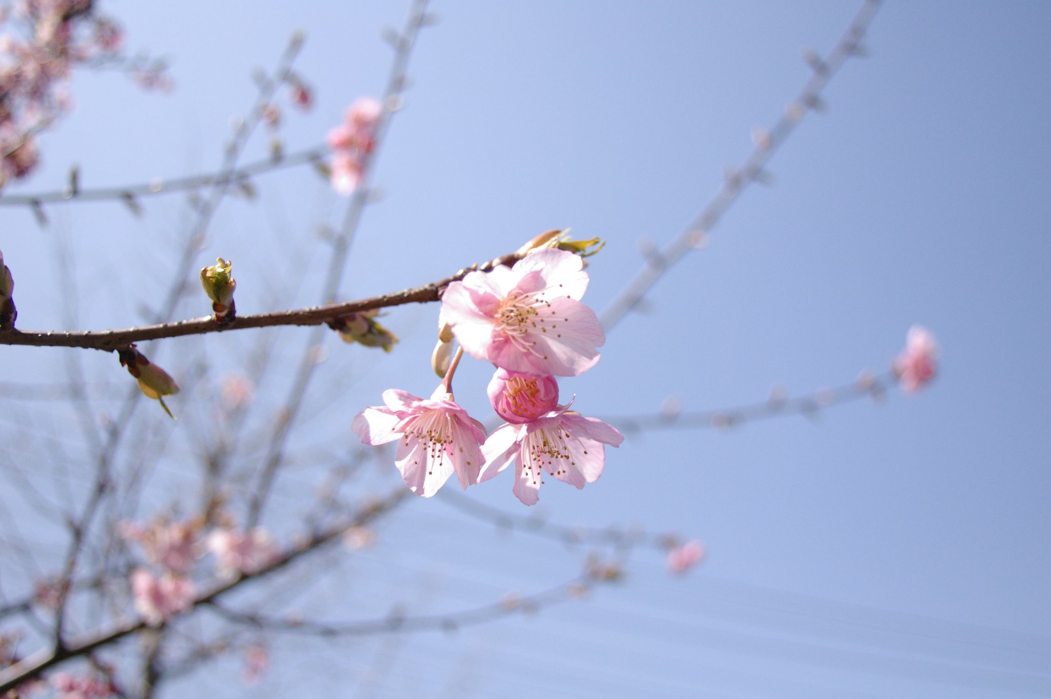 河津桜