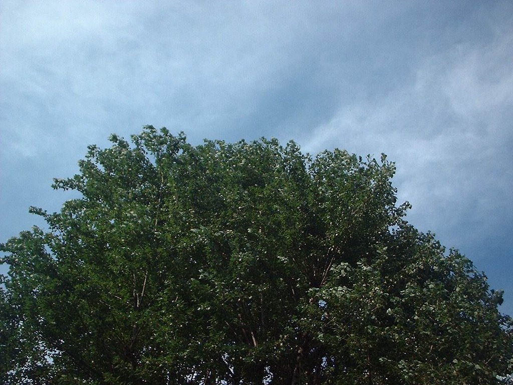 空＆大樹