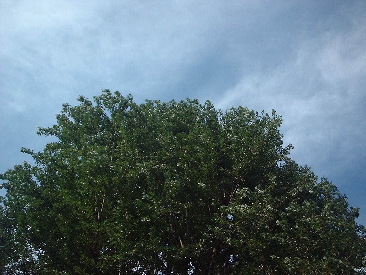 空＆大樹