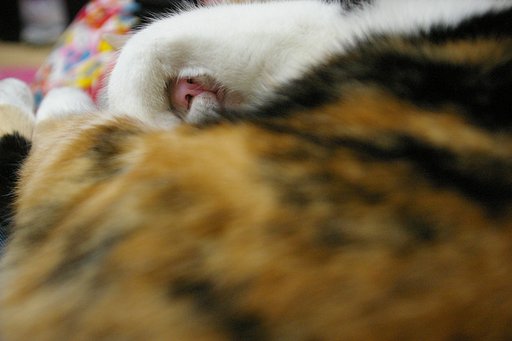 三毛猫の寝姿は工夫が