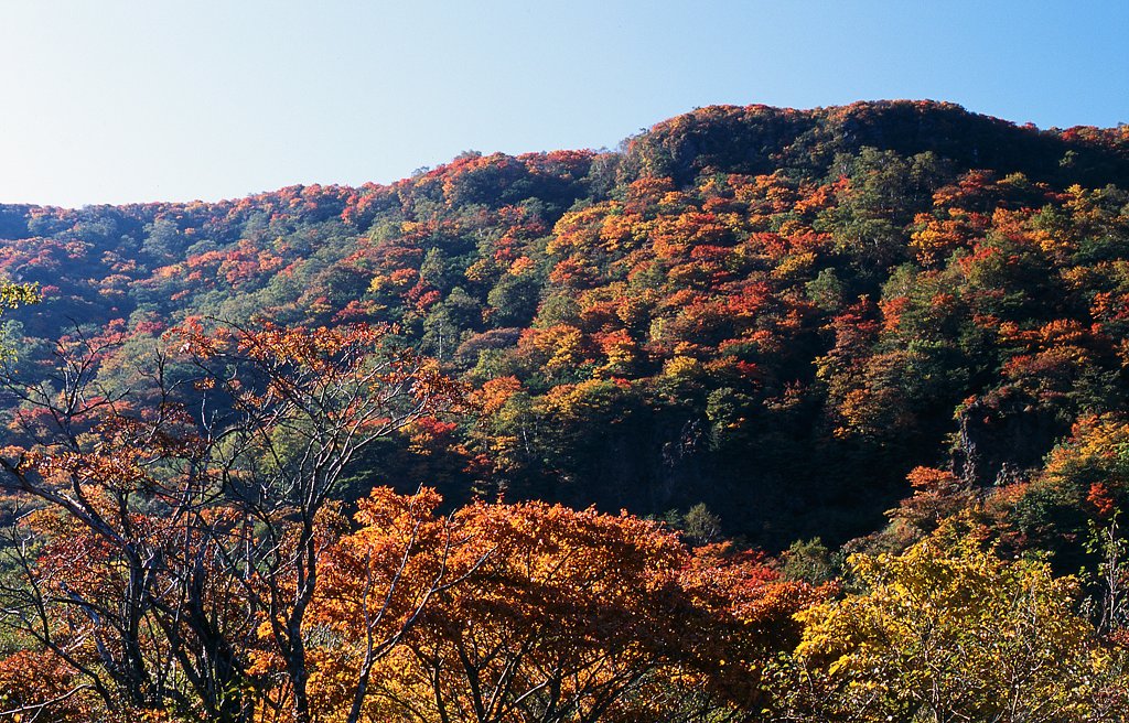 紅葉