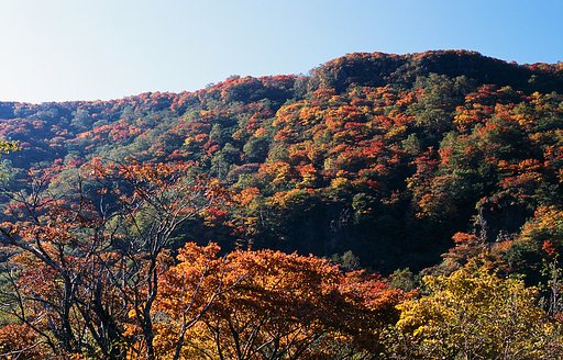 紅葉