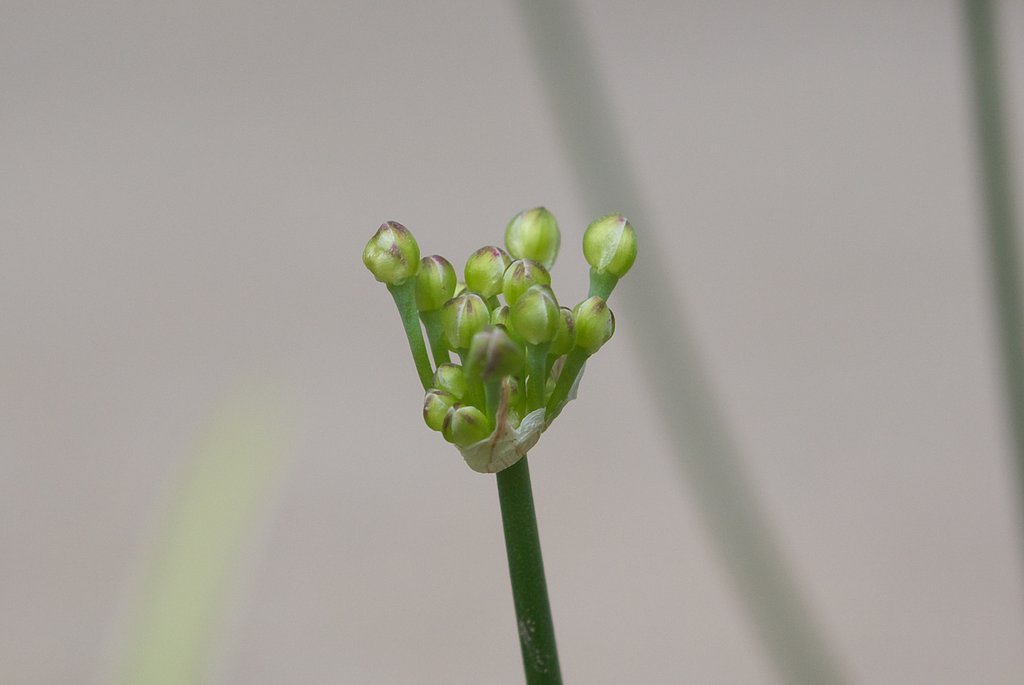 砂丘ラッキョウの蕾のネギボウズ！