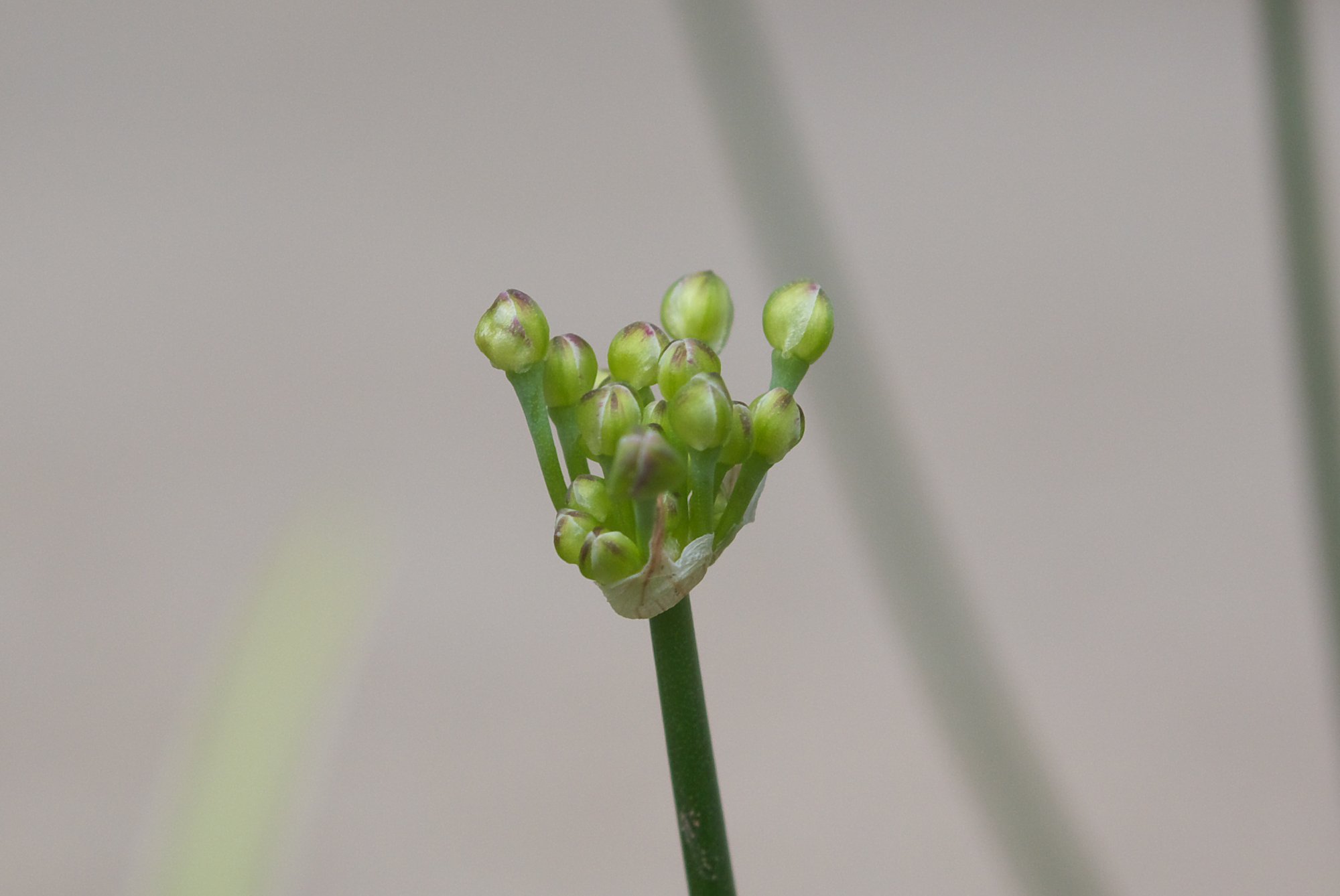 砂丘ラッキョウの蕾のネギボウズ！