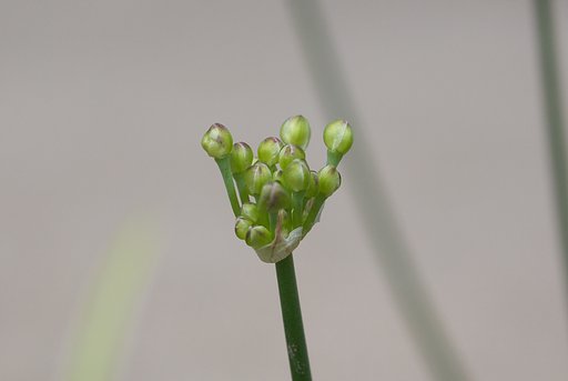 砂丘ラッキョウの蕾のネギボウズ！
