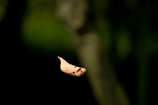【秋影】舞葉