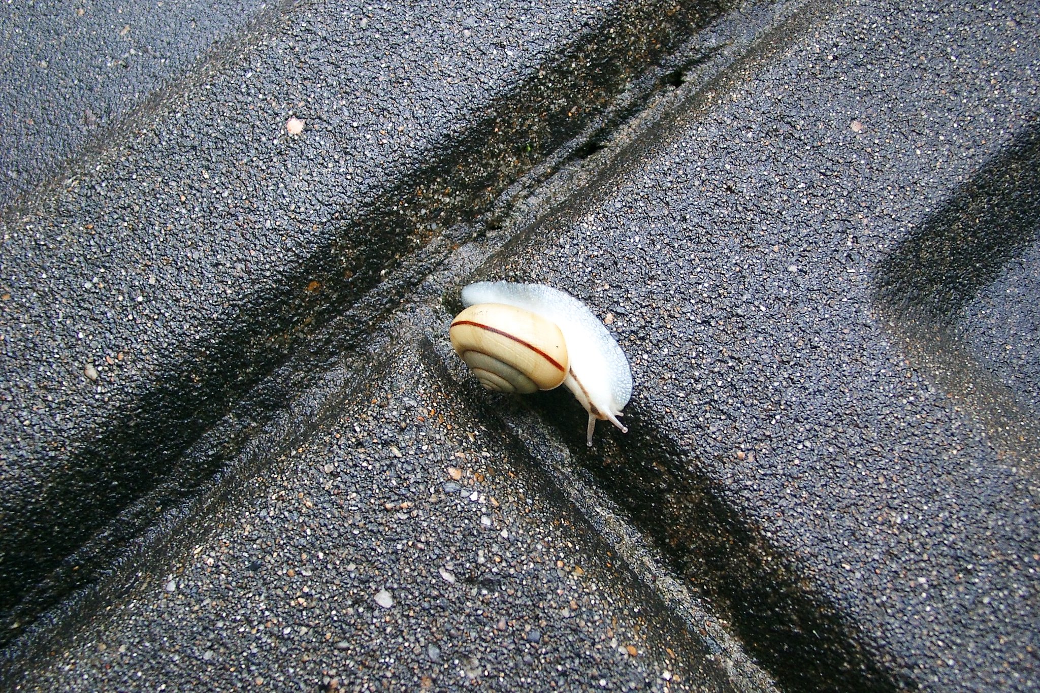 雨上がりに良く見られるカタツムリ