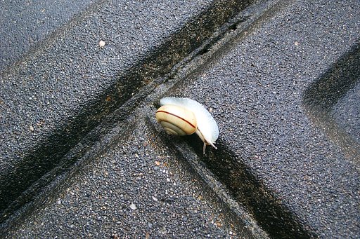 雨上がりに良く見られるカタツムリ