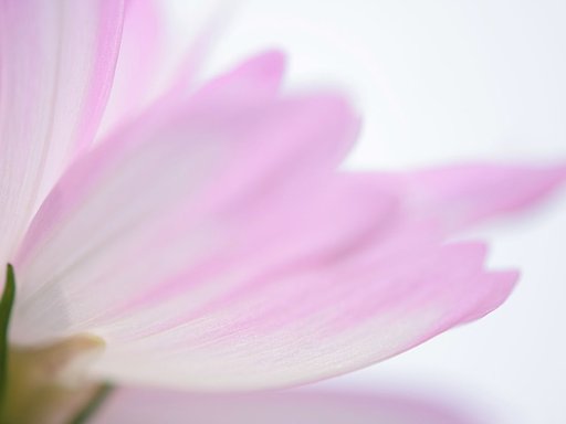 桃色吐息・・