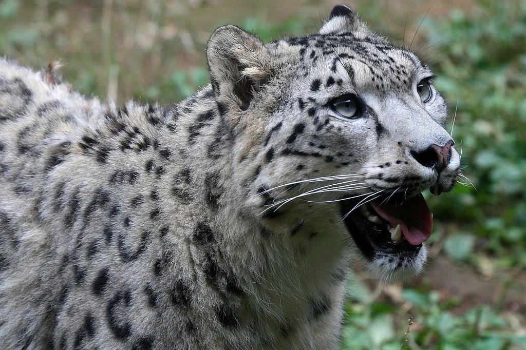 絶滅危惧種　ユキヒョウ