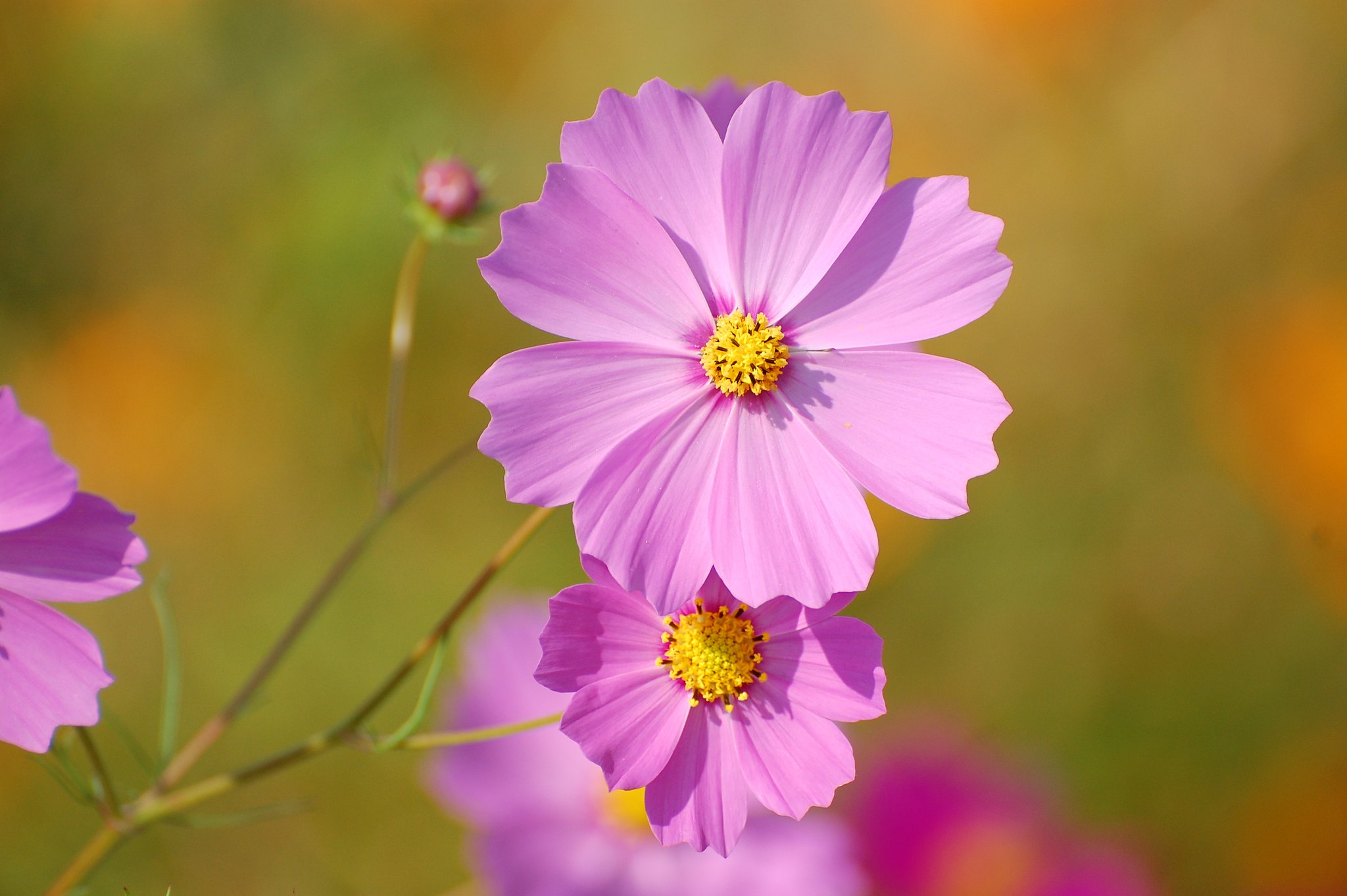 秋桜
