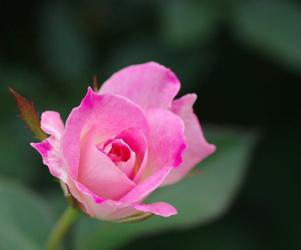 癒しの薔薇