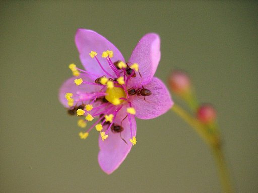 ハゼランの花