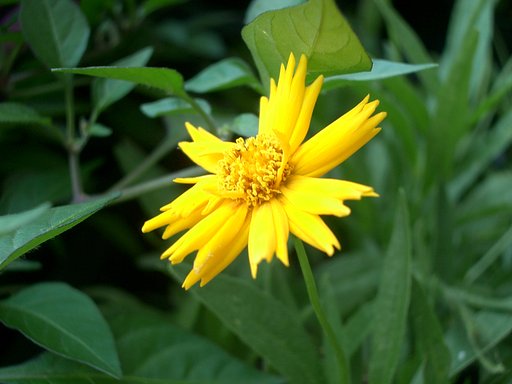 黄色の花-10