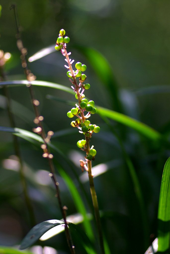 【秋影】　緑の実