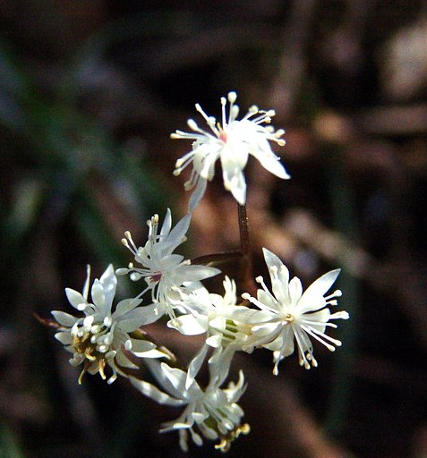 草間台地の華④