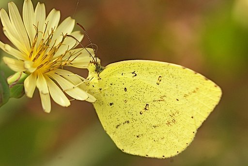 「秋影」ボケがお気に入り