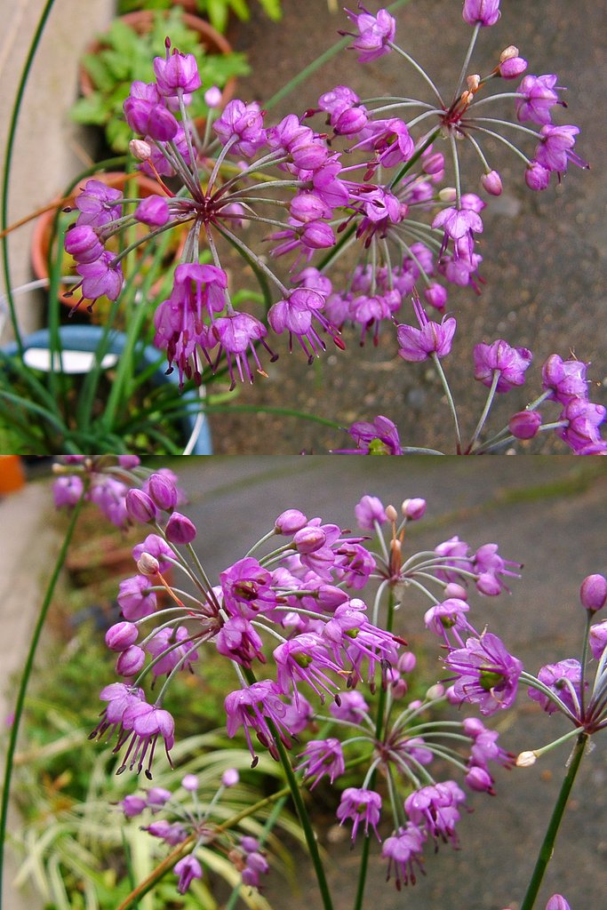 ラッキョウの花が満開！