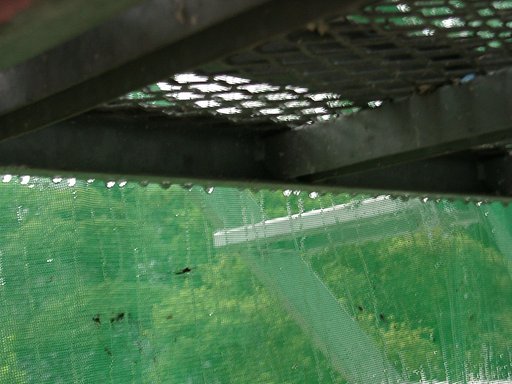 雨