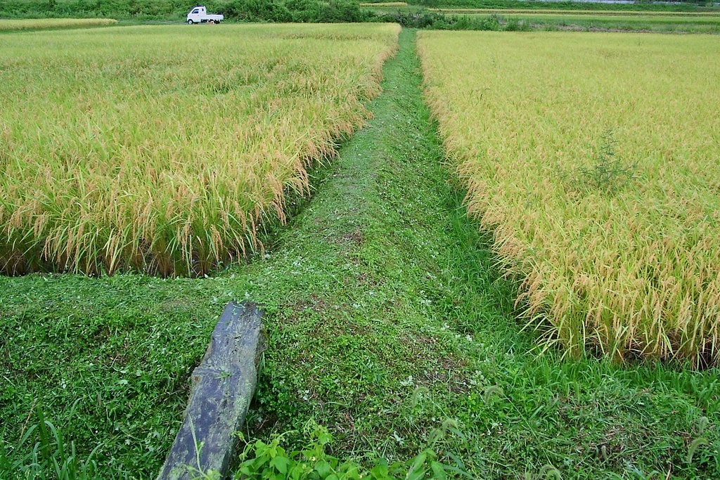 柳井手草刈とコシヒカリの状況
