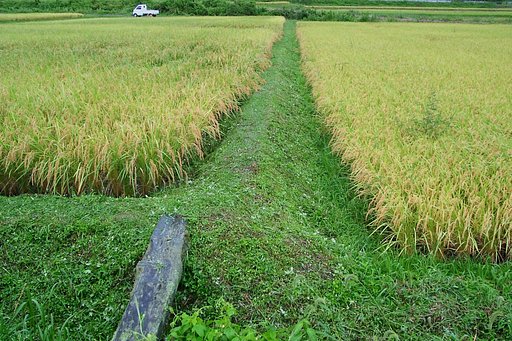柳井手草刈とコシヒカリの状況
