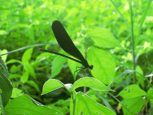 木陰のハグロトンボ